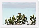 pikkukuovi Whimbrel * 800 x 545 * (317KB)